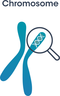 Cellule-Chromosome-ADN-2